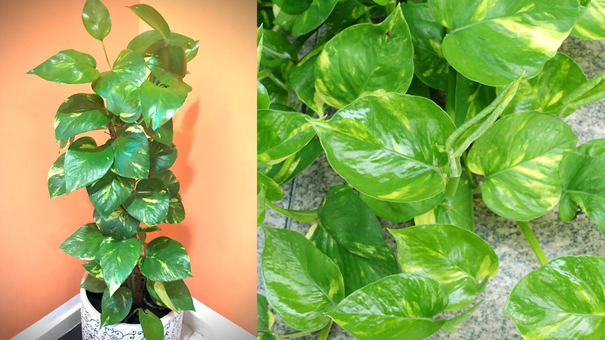 10-best-vastu-tips-for-money-plant-maintenance-to-attract-abundant-wealth