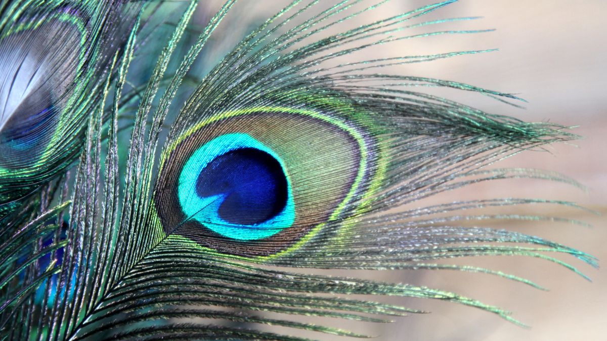 7 Ways Peacock Feathers Can Help You Achieve Success