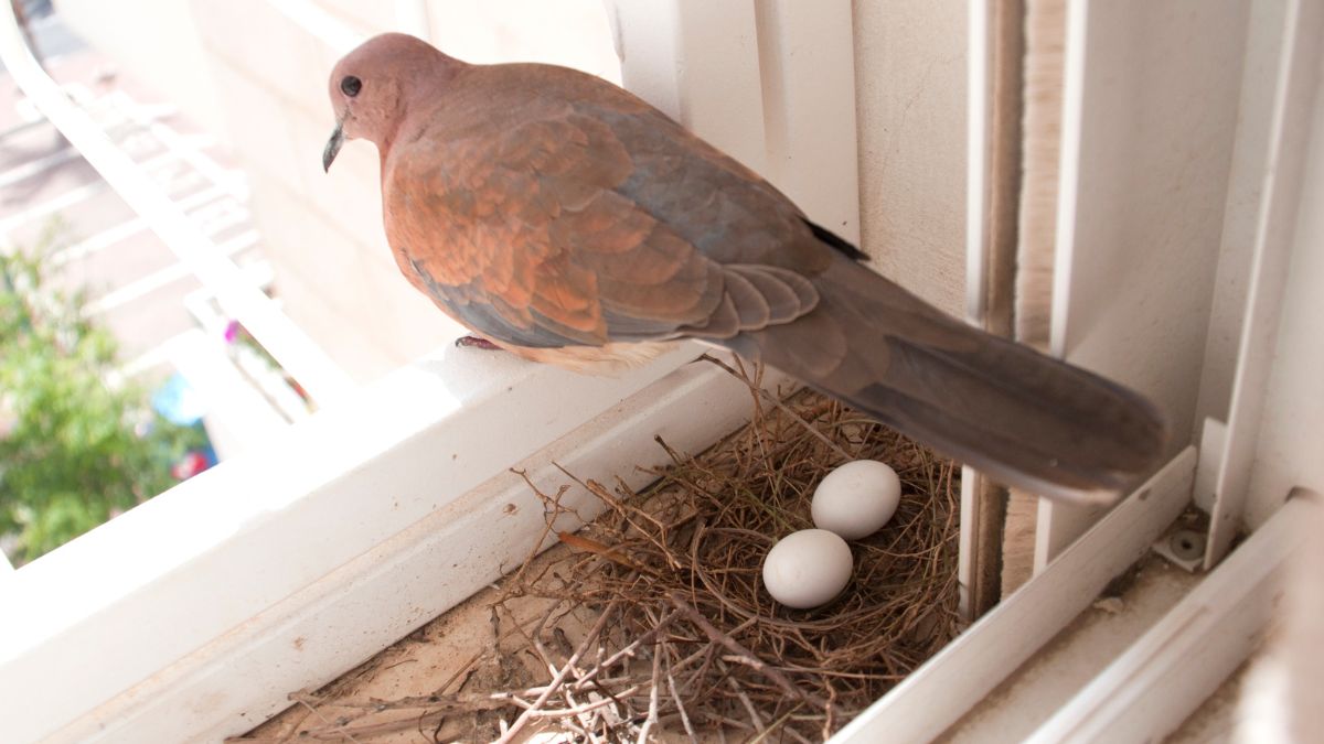 Is There A Pigeon Nest in Your Home? Know If It Brings Good Luck Or Bad