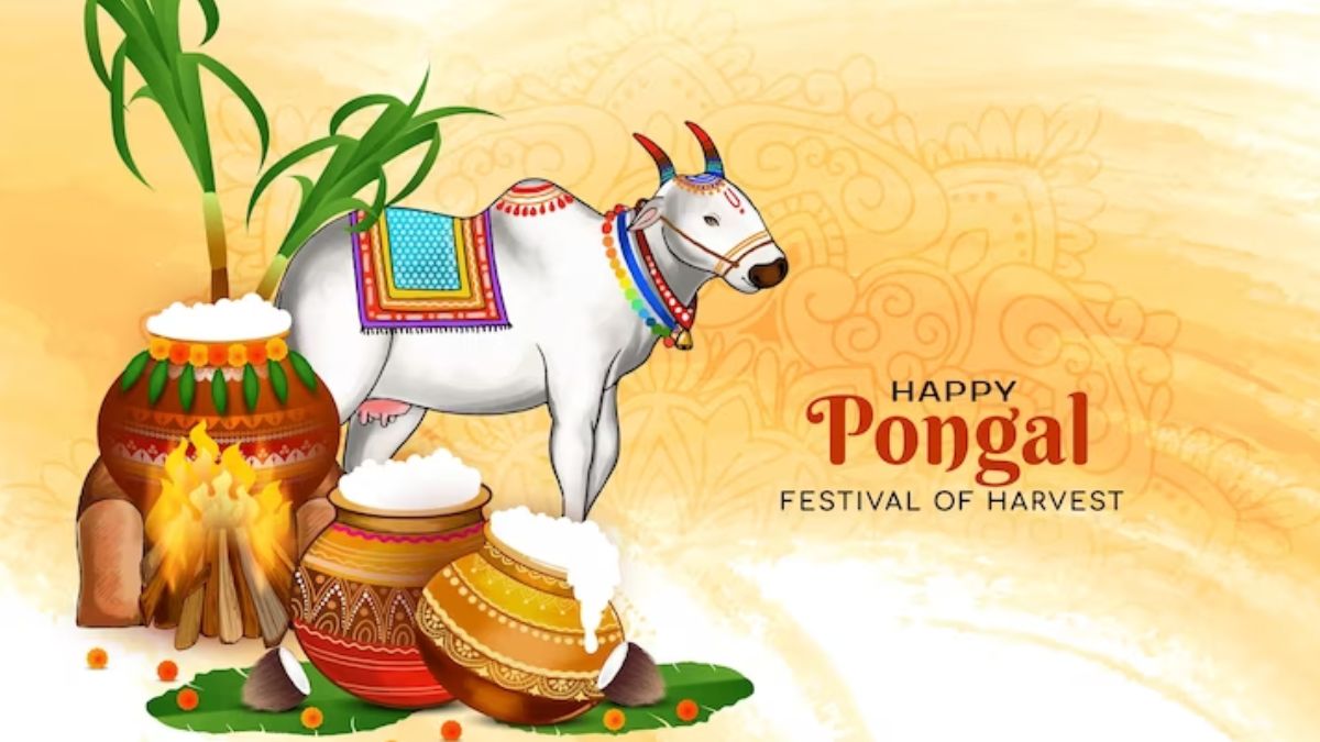 Pongal 2024 Day 3 Date, Significance And Rituals Of Mattu Pongal