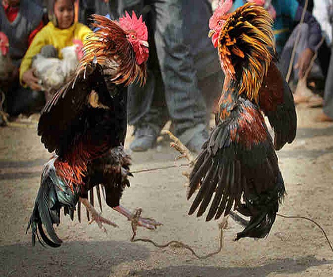 animal-welfare-body-directs-andhra-pradesh-telangana-to-stop-cockfights-during-makar-sankranti