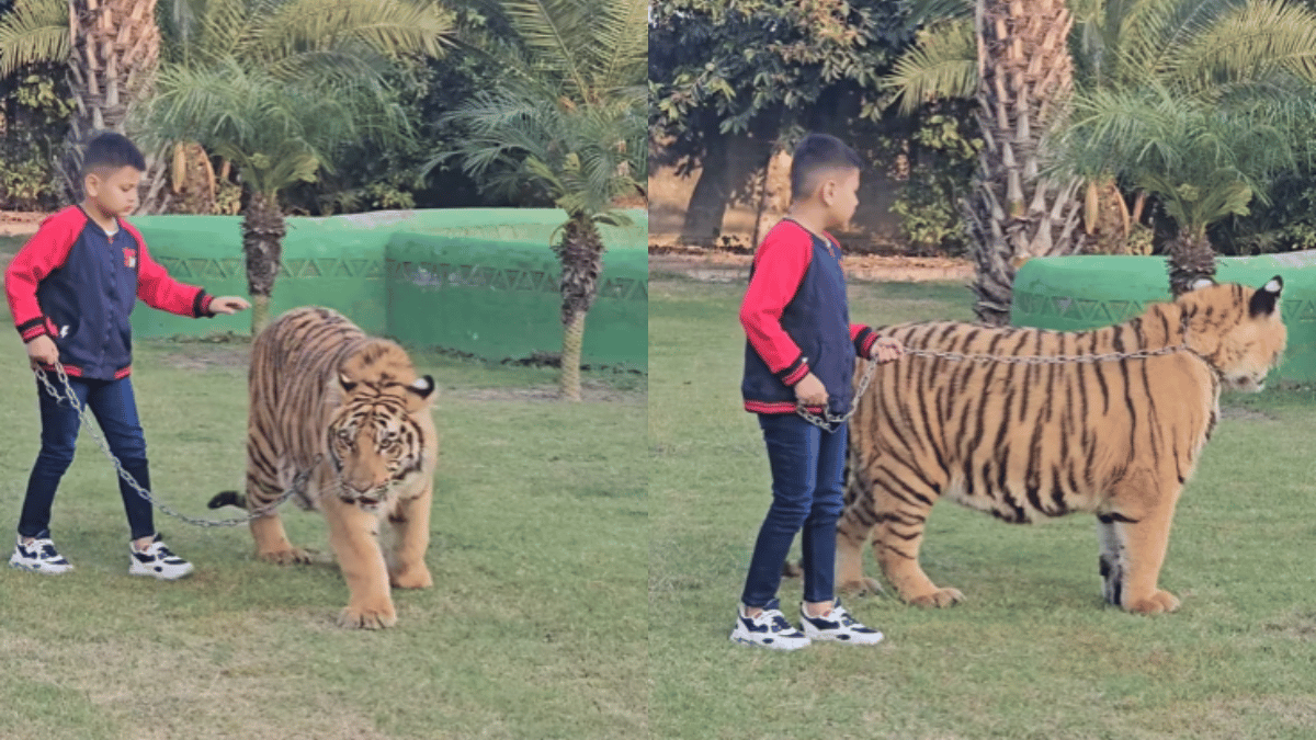viral-video-young-boy-walks-chained-tiger-like-pet-no-one-saw-coming-what-the-tiger-did-next