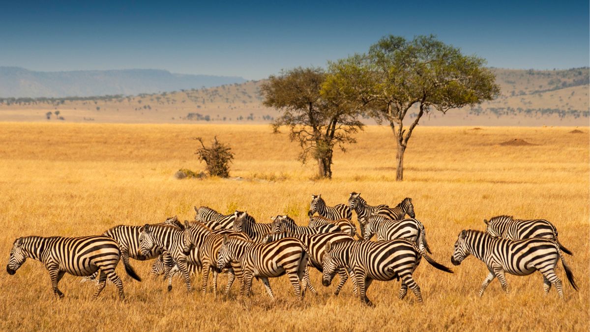 International Zebra Day 2024: 5 Interesting Facts About This Striped Animal