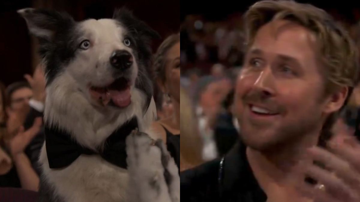 Oscars 2024 Anatomy Of Fall's Dog Messi Centre Of Attention At