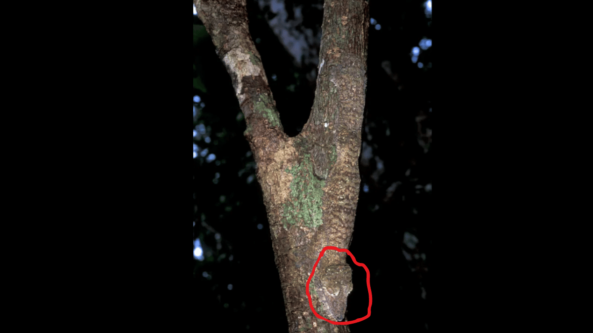 Spot the gecko in under 10 seconds. (Source: GETTY)