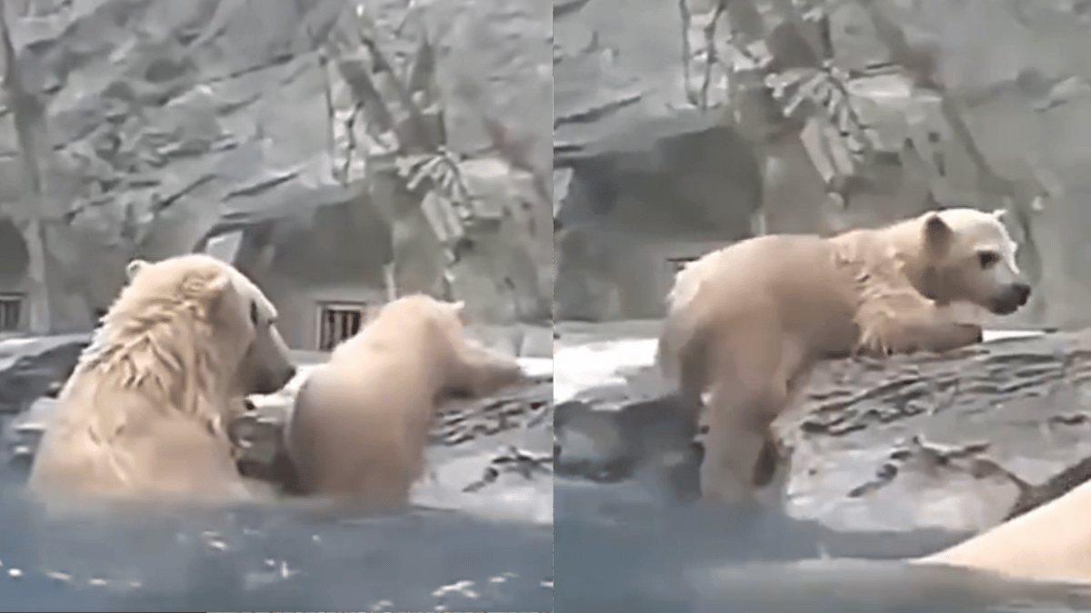 TikToker Captures Adorable Clip of Mama Bear and Cubs Trying to