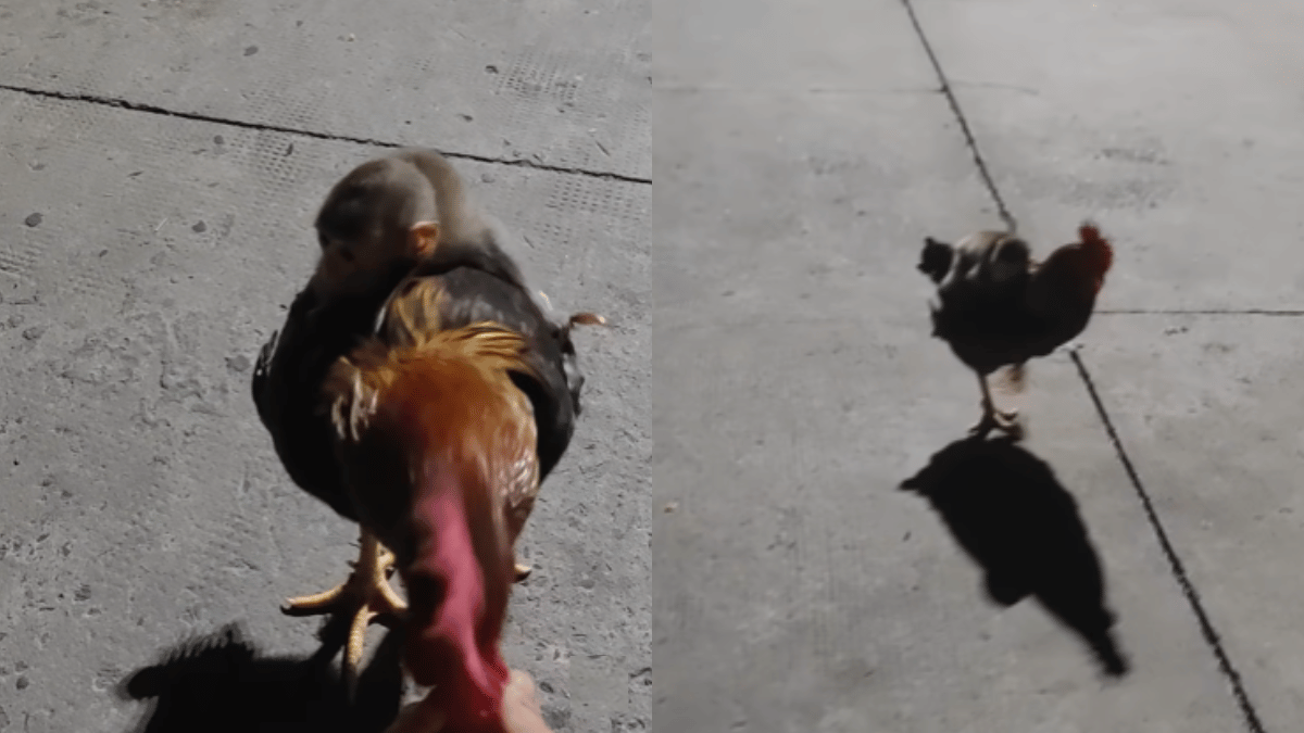 Viral Video Baby Monkey s Adorable Piggyback Ride On A Rooster Is