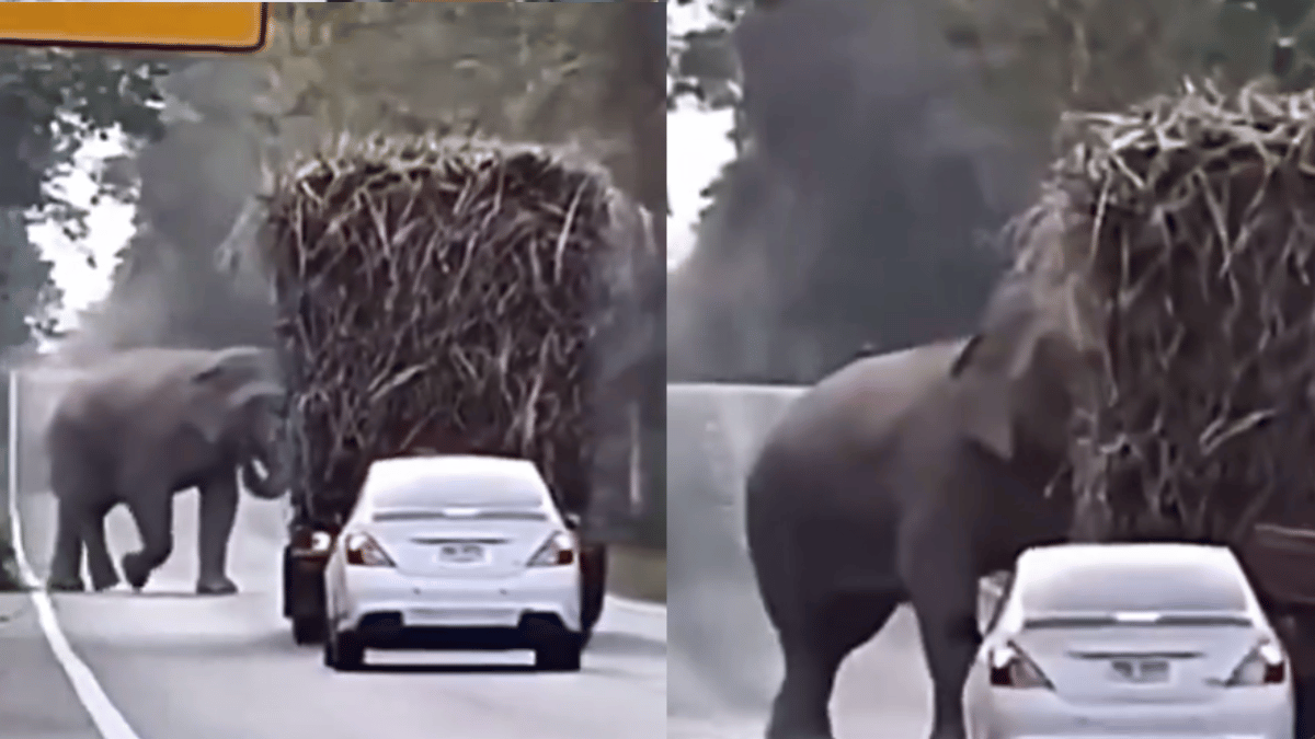 viral-video-elephant-adorable-sugarcane-theft-from-moving-truck-is-too-cute-to-miss