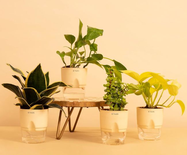 indoor plants 