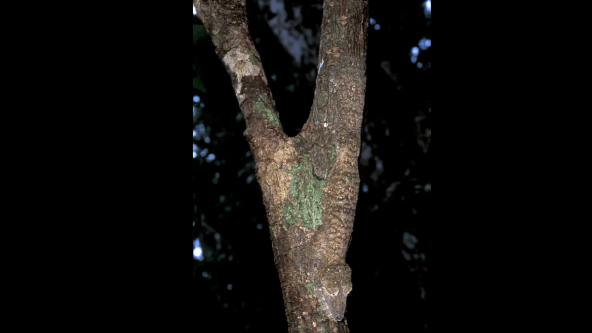 only-people-with-sharp-eyesight-can-spot-the-gecko-in-under-10-seconds-optical-illusion