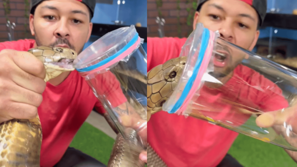 man-milks-poisonous-king-cobra-using-bare-hands-end-result-gives-internet-goosebumps