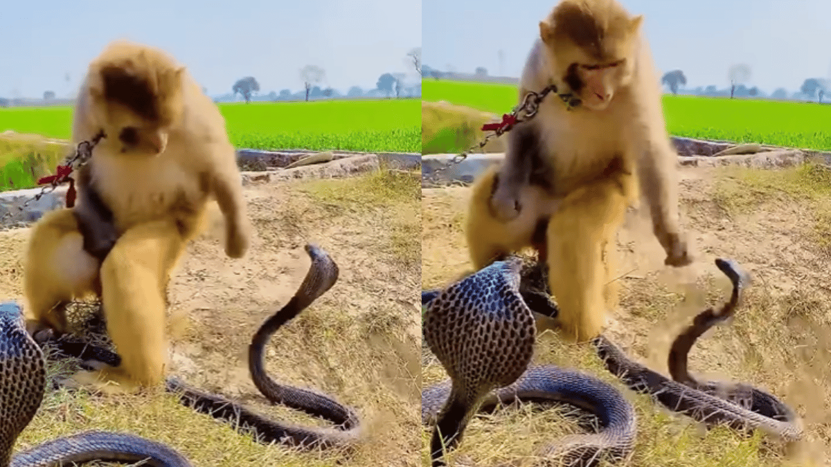 chained-monkey-plays-with-deadly-cobra-viral-video-leaves-netizens-irked