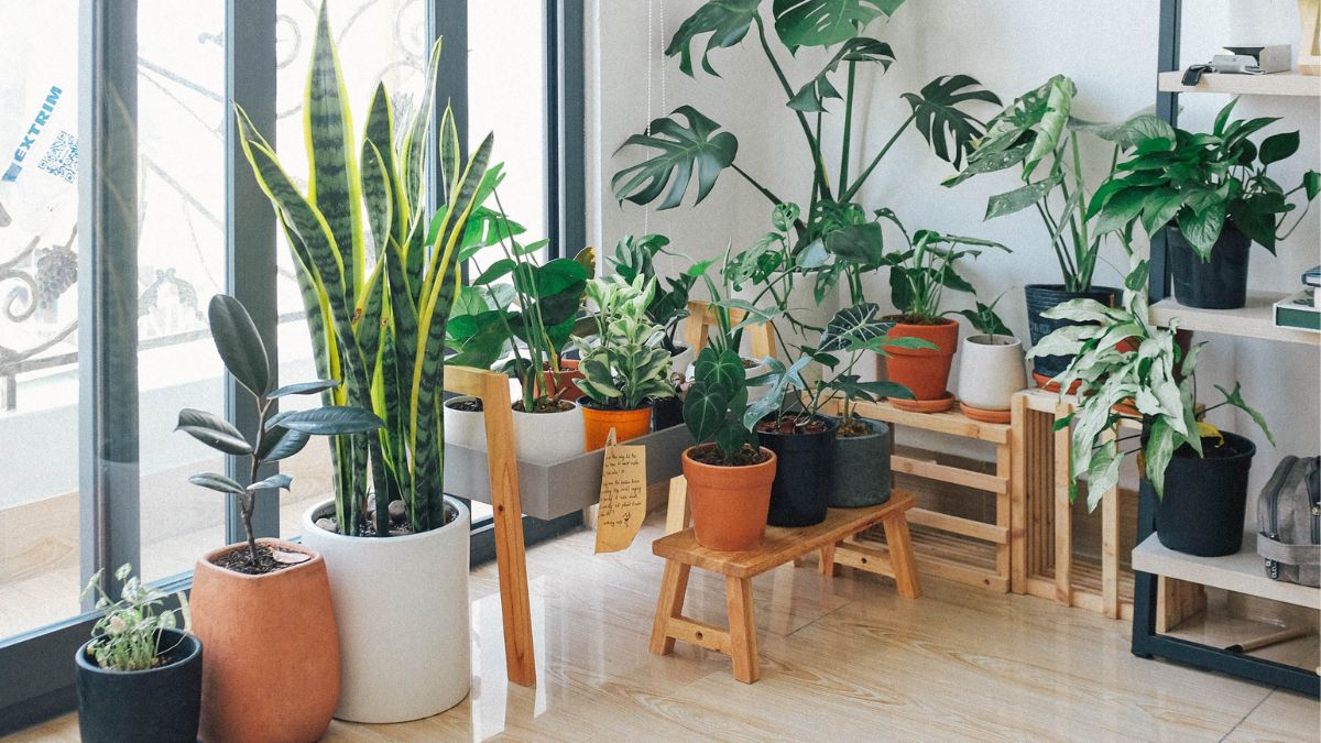 how-plants-can-improve-the-vastu-of-your-home-and-invite-prosperity
