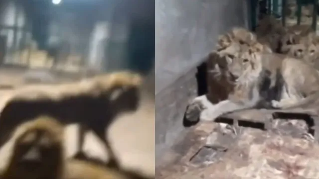 man-enters-lions-den-to-impress-girlfriend-eaten-alive-while-recording-video-horrific-incident-caught-on-camera