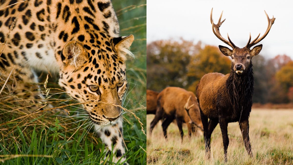 gujarat-leopard-hunts-blackbuck-in-state-of-unity-safari-7-others-die-of-shock