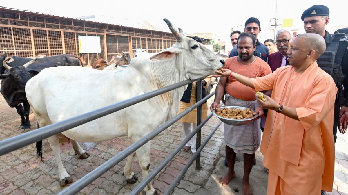 bjp-mla-alleges-50000-cows-slaughtered-daily-under-yogi-adityanath-govt-seeks-action-against-corrupt-up-officials
