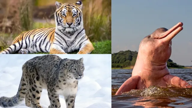 top-10-most-endangered-species-in-india-bengal-tiger-snow-leopard-ganges-river-dolphin-and-more