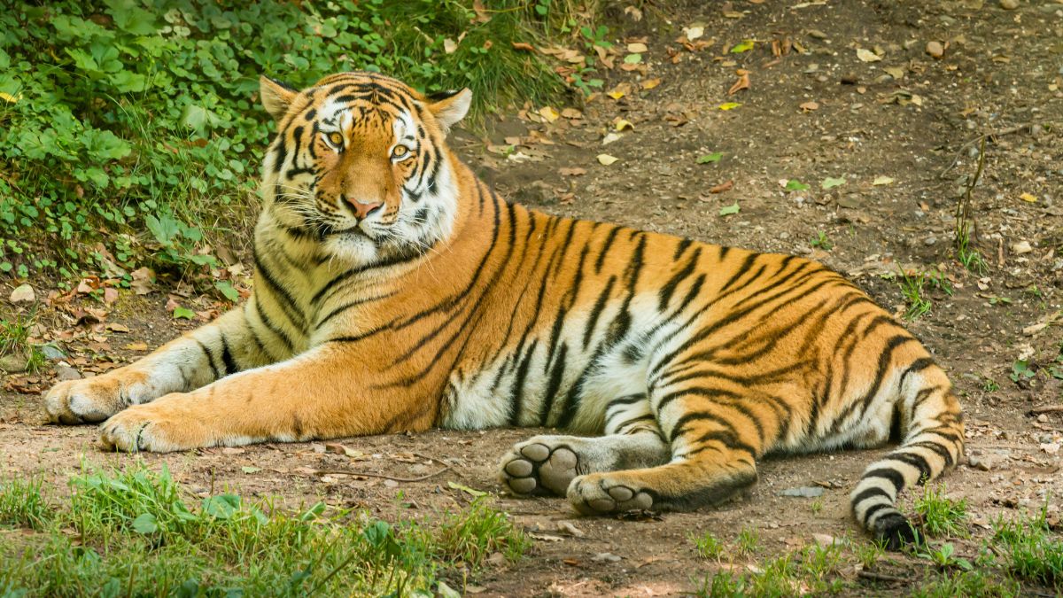 top 10 endangered species in india (1)