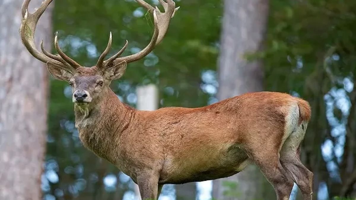 top 10 endangered species in india