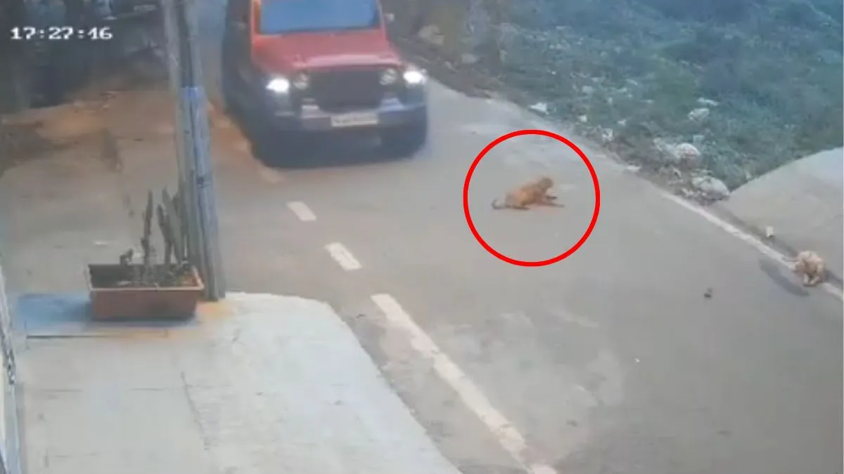 Bengaluru: Man Mows Down Sleeping Dog With Suv, Dumps Body; Arrested 