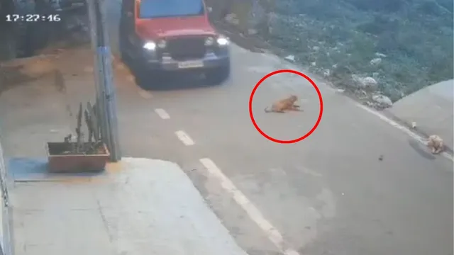 bengaluru-man-mows-down-sleeping-dog-with-suv-dumps-body-arrested-after-video-goes-viral