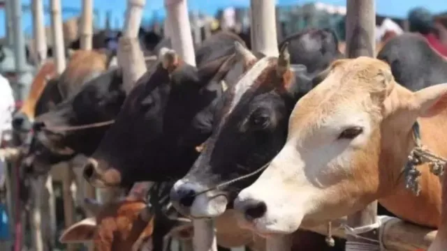 bengaluru-tensions-rise-in-chamarajpet-after-three-cows-attacked-cm-siddarama-orders-investigation