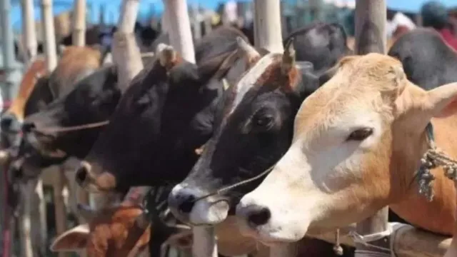 bengaluru-news-bihar-man-arrested-amid-controversy-over-chopping-of-three-cows-udders