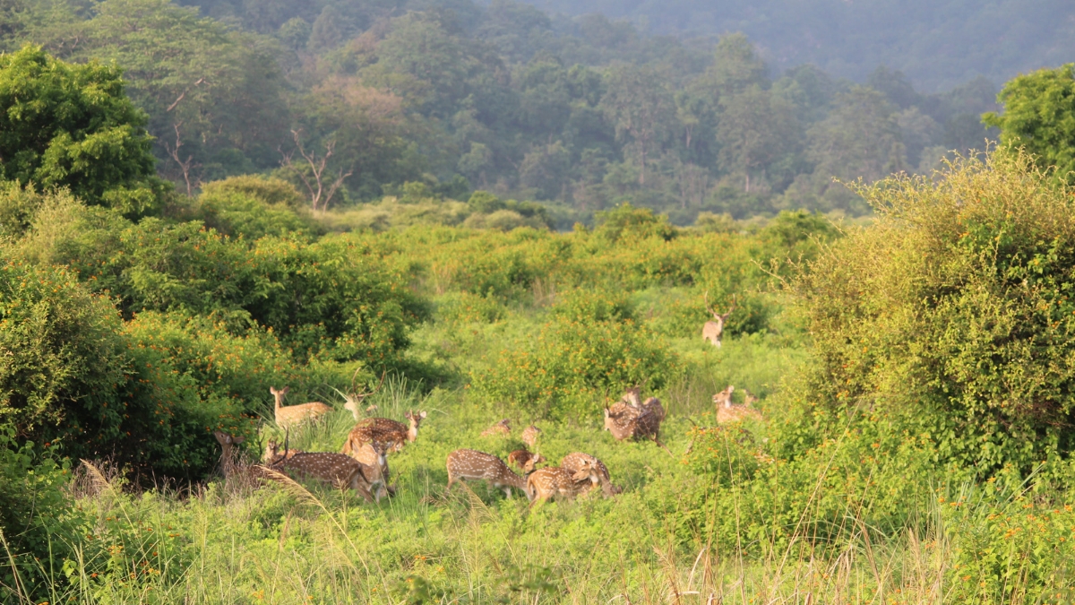 top 10 famous tourist spots in Uttarakhand jim corbett park