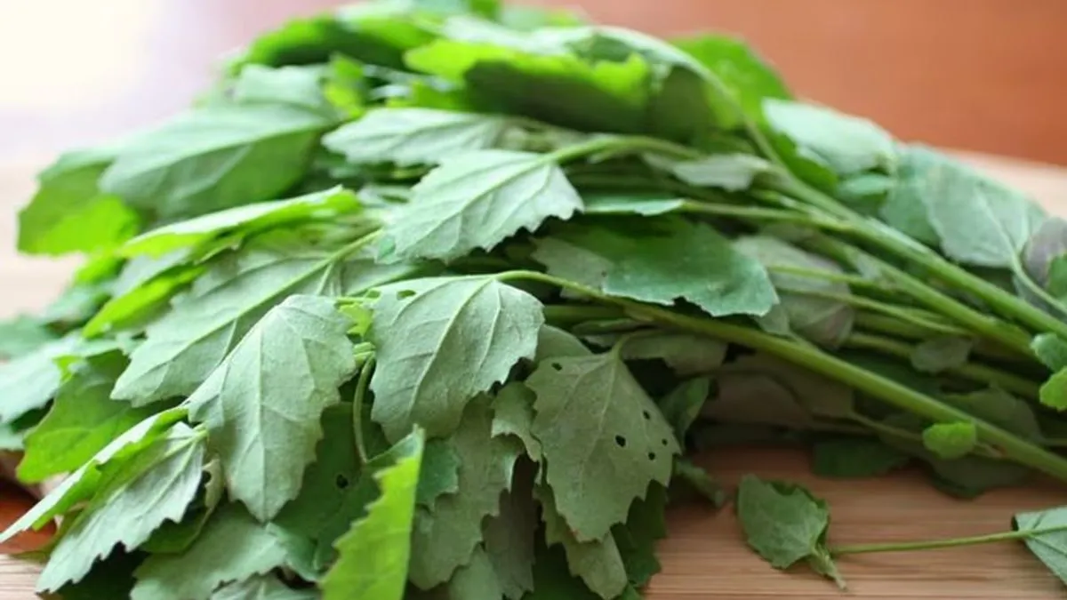 5 Incredible Benefits Of Eating Bathua In Winters To Boost Health Naturally