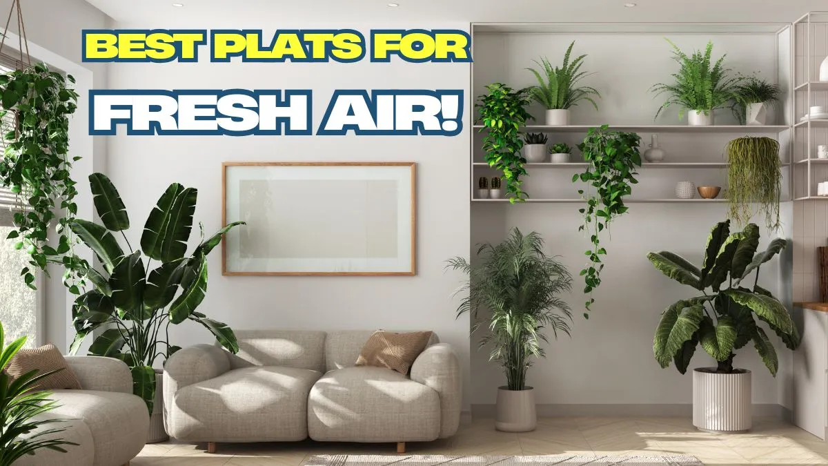 4-plants-to-add-to-your-bedroom-space-for-fresh-and-natural-air