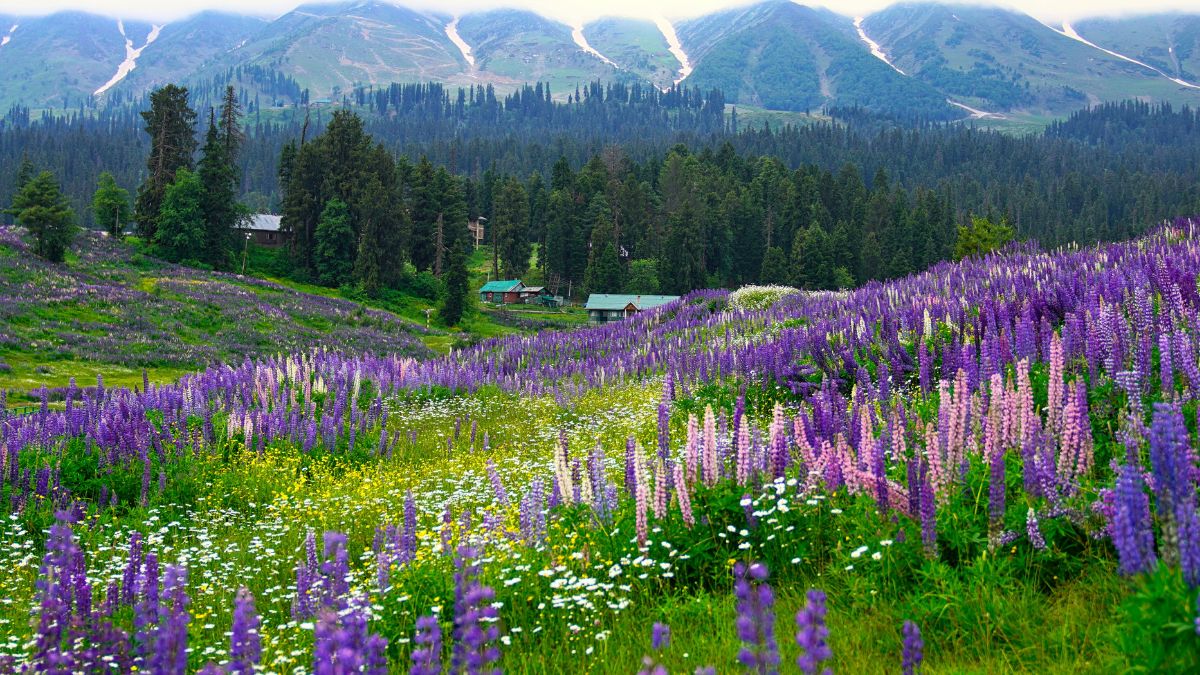 list of top 10 famous tourist spots in kashmir tulip garden