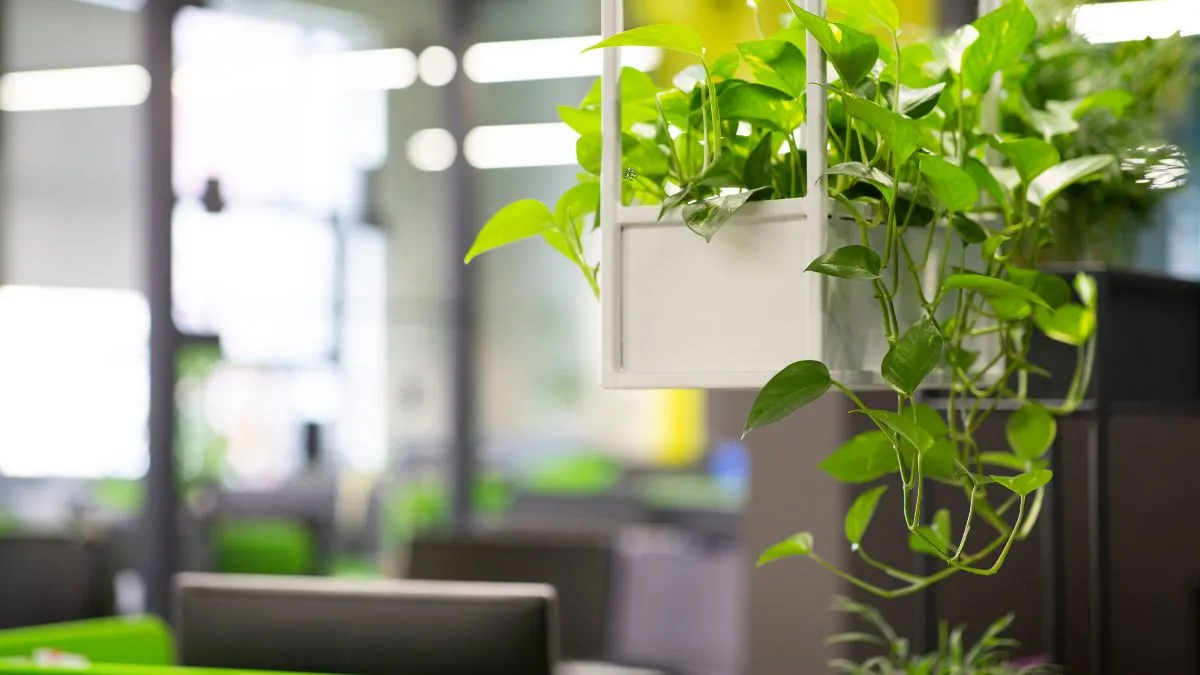 5-reasons-to-keep-money-plant-on-your-office-desk-right-now