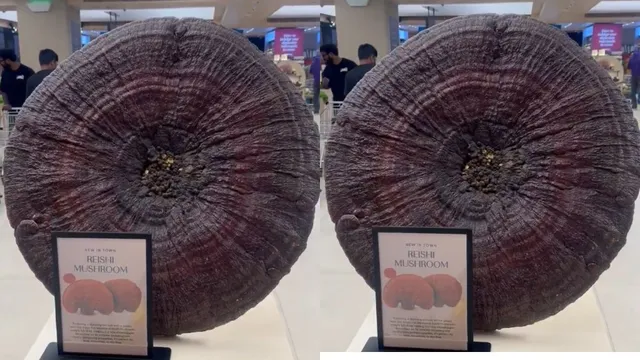hyderabad-store-stuns-shoppers-with-rs-5-lakh-mushroom-here-what-makes-it-so-valuable