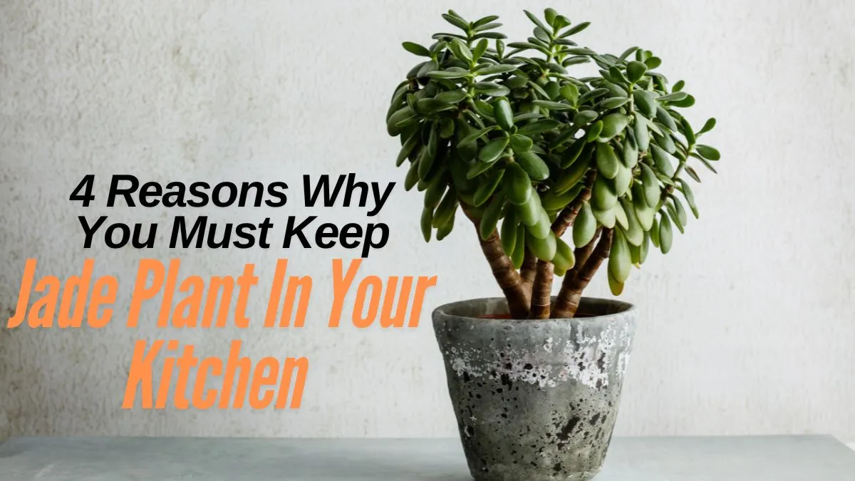 4-reasons-why-you-must-keep-jade-plant-in-your-kitchen