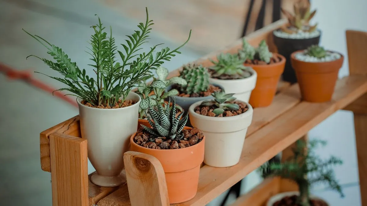 5-low-maintenance-plants-that-dont-need-sunlight-to-thrive