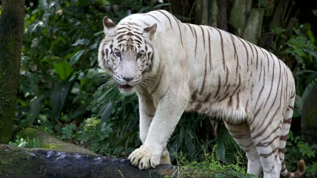 white-tiger-breeding-centre-in-madhya-pradesh-rewa-soon-as-central-zoo-authority-gives-nod