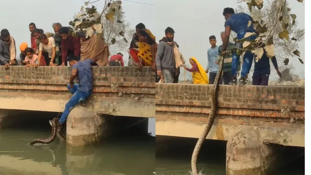 brave-man-rescues-giant-python-from-canal-with-bare-hands-viral-video-leaves-internet-in-awe