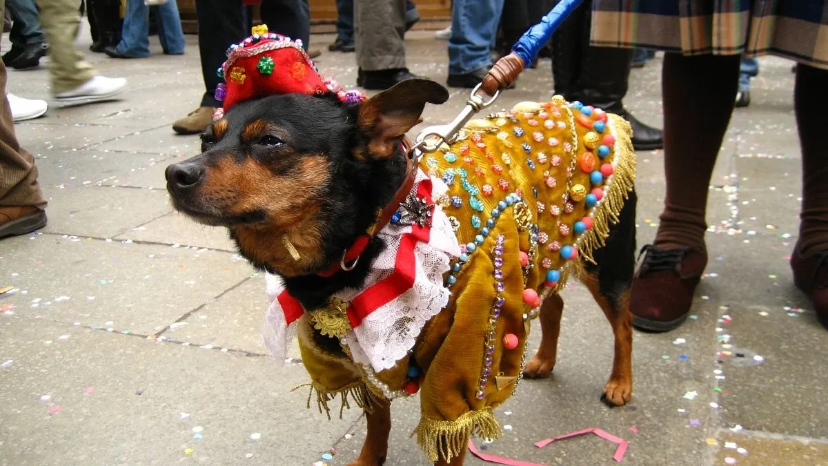 noida-pet-roll-carnival-2025-exciting-dog-show-live-music-and-more-check-date-time-venue-other-details