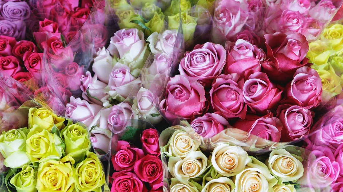 Rose Day 2025 Which Rose Colour Is Lucky for Your Love Life According