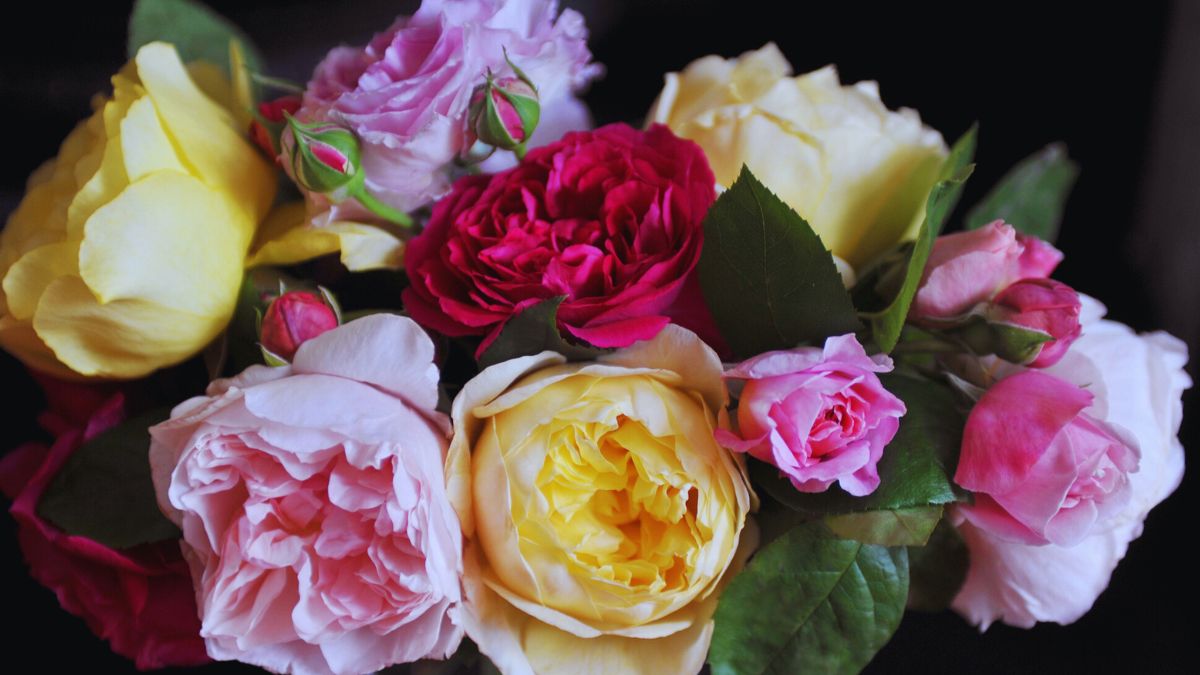 rose-day-7-february-2025