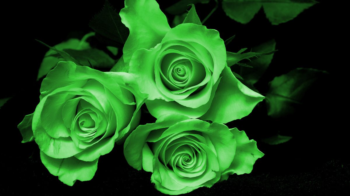 Rose Day 2025: Top 10 Colours Of Rose Flowers And What They Represent