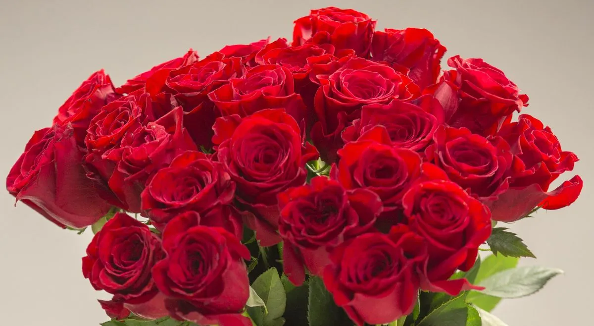 Top 7 Most Expensive Roses In The World: Juliet Rose, Blue Moon Rose