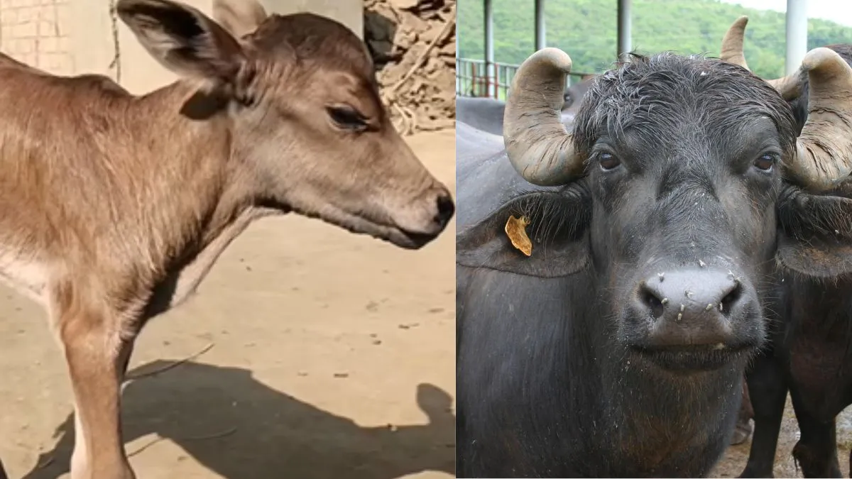 buffalo-gives-birth-to-calf-that-looks-like-cow-internet-reacts-kalyug-hai-bhai-viral-video