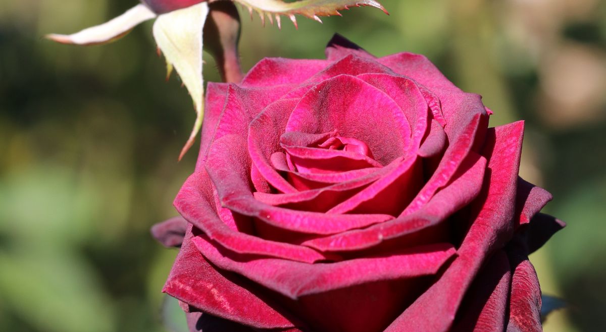 Black Baccara