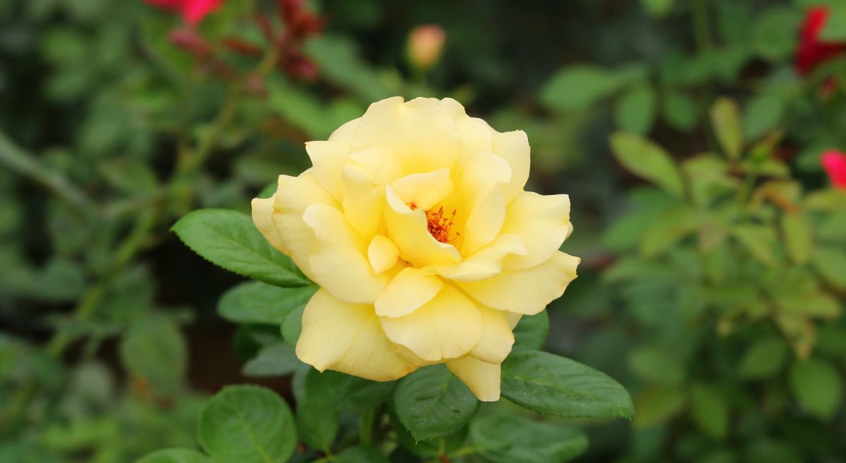 Julia Child Rose