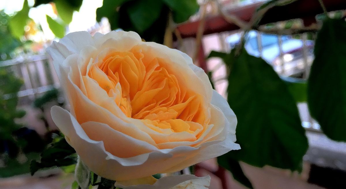 Juliet Rose