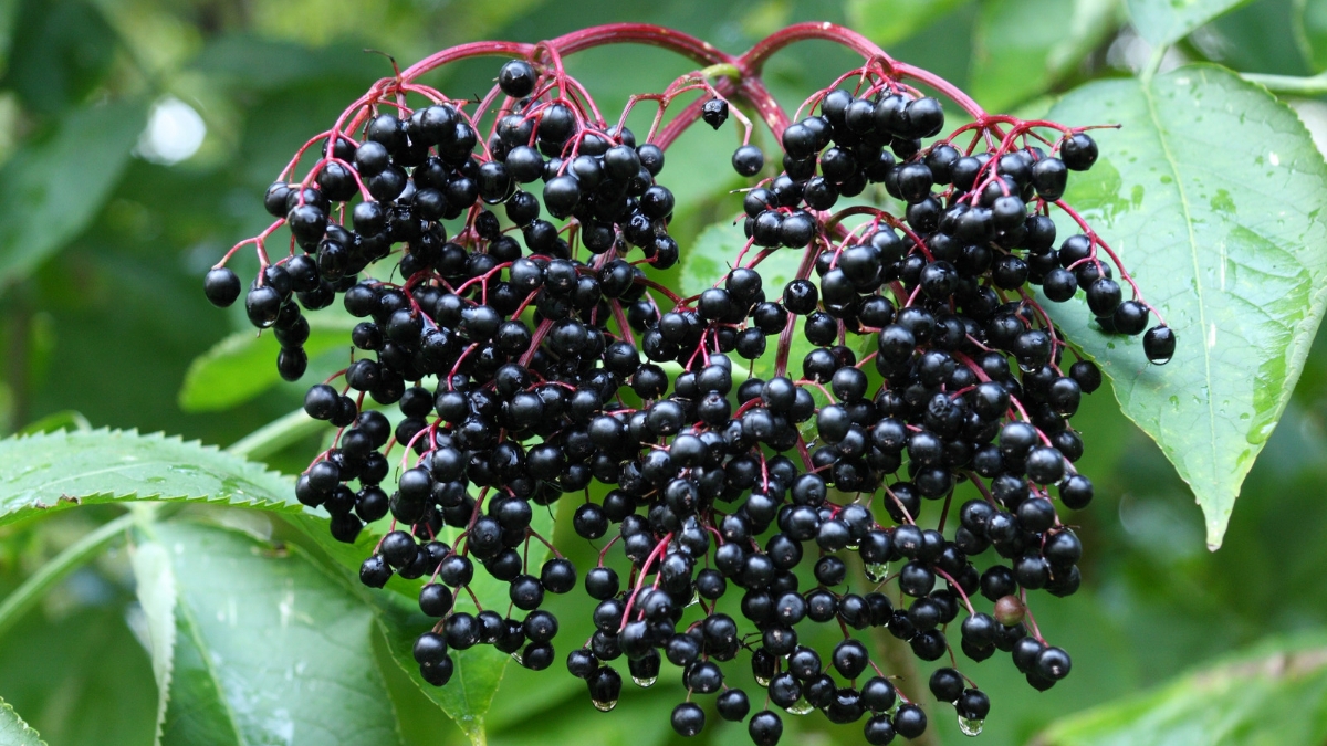 top 10 most dangerous foods in the world elderberries