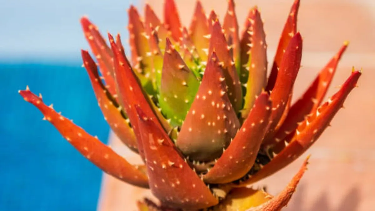 why-red-aloe-vera-is-becoming-the-ultimate-solution-in-your-personal-care-dermatologist-explains
