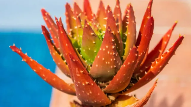 why-red-aloe-vera-is-becoming-the-ultimate-solution-in-your-personal-care-dermatologist-explains