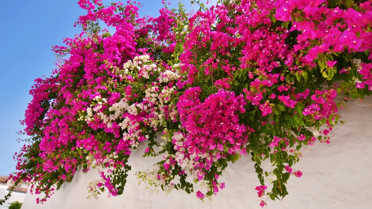 top-10-spring-season-flowers-in-india-for-blooming-yard-bougainvillea-tulip-gulmohar-and-more
